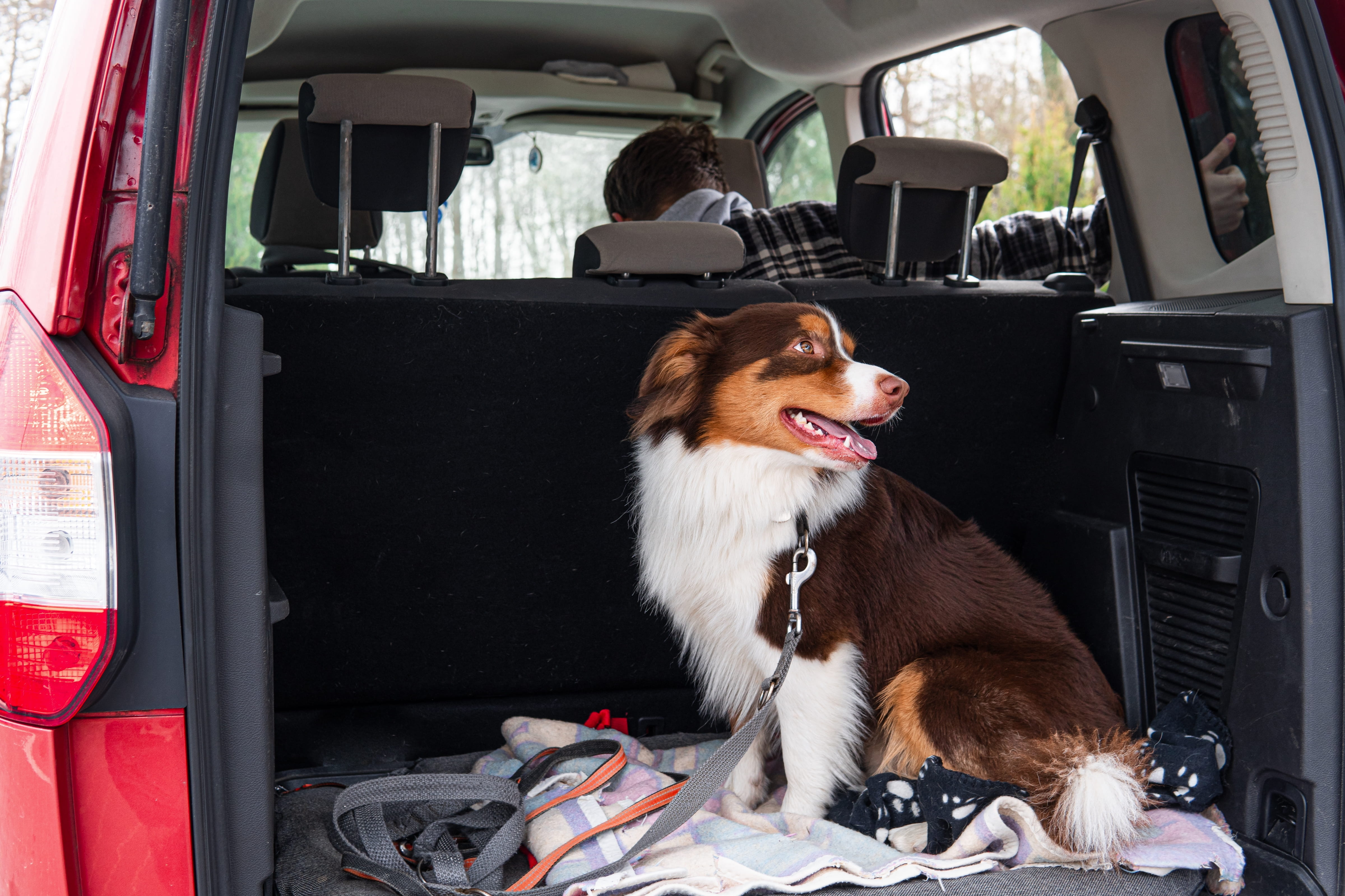 Tierhaarentfernung Fahrzeuginnenraum